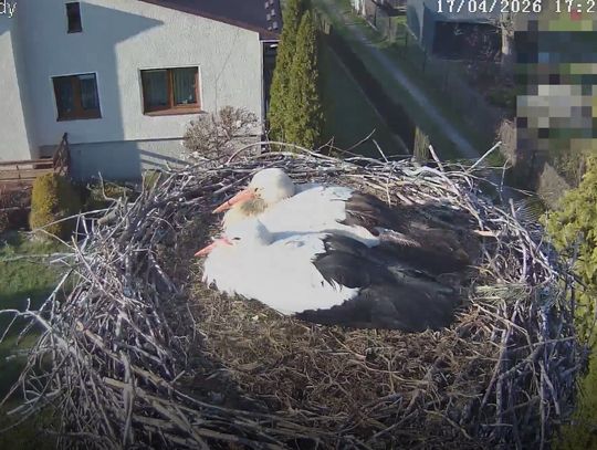 Bociany w Molendach szczęśliwie rozpoczęły kolejny sezon lęgowy