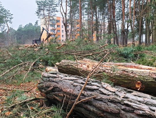 ROZMOWY PRZY WYCINANIU LASU (wersja pełna)