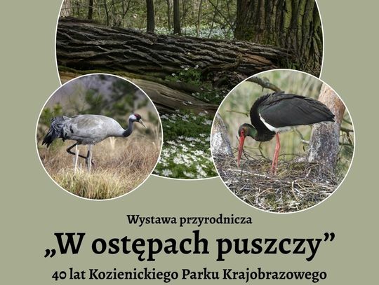 „W ostępach puszczy” – 40 lat Kozienickiego Parku Krajobrazowego im. prof. Ryszarda Zaręby