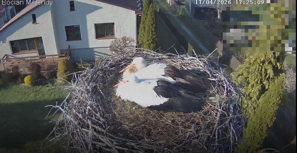 Bociany w Molendach szczęśliwie rozpoczęły kolejny sezon lęgowy