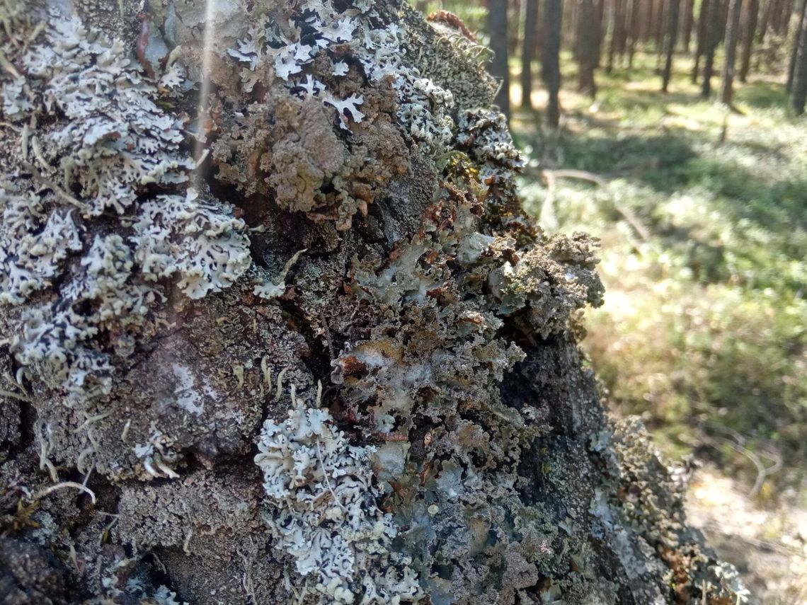 Porosty – niedoceniany element bioróżnorodności Elektrowni Kozienice